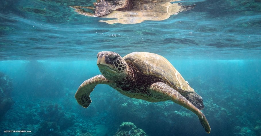 turtle Maui Hawaii