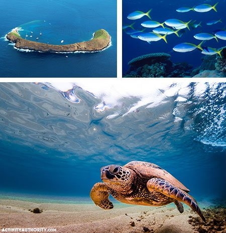 snorkeling fish turtle