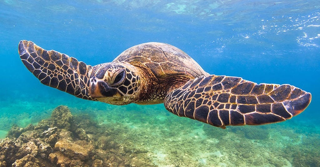 turtle in Maui