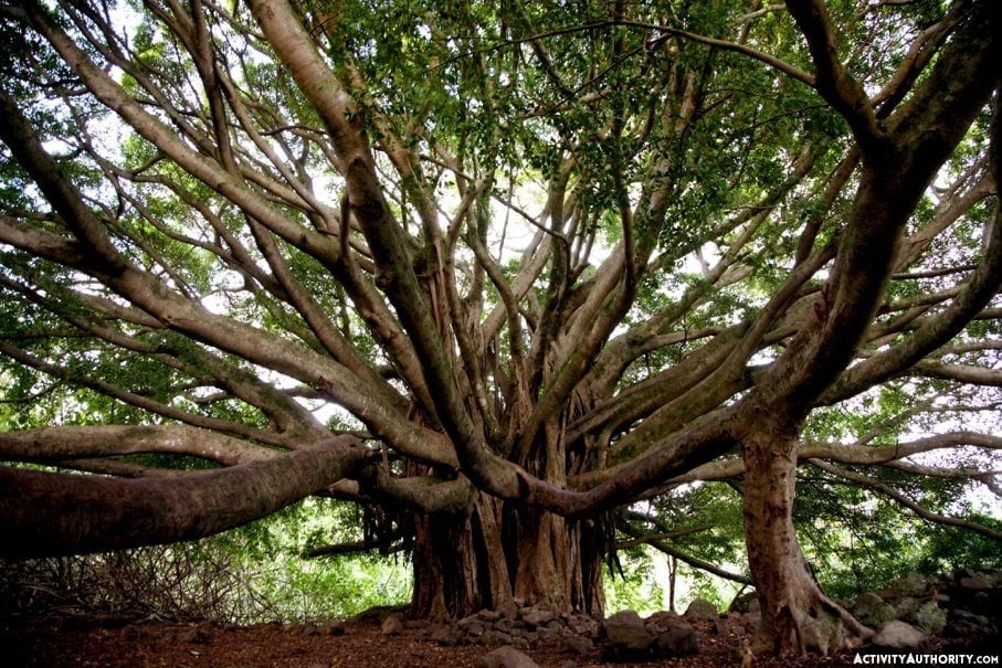 Banyan Tree Hana