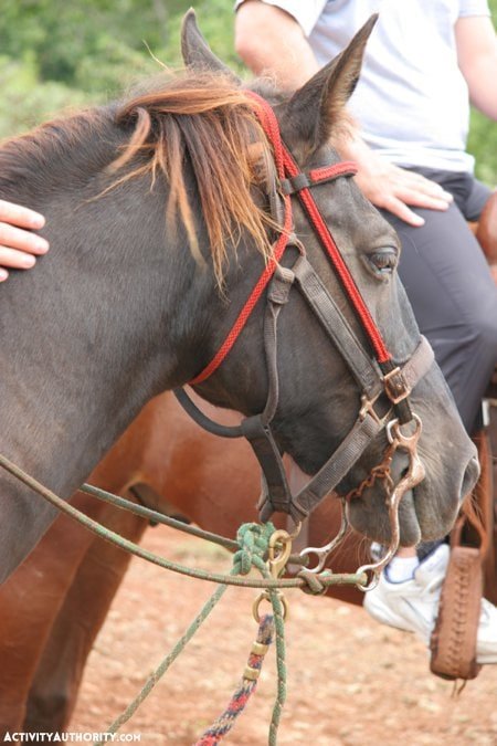 Maui Horseback Riding Tour