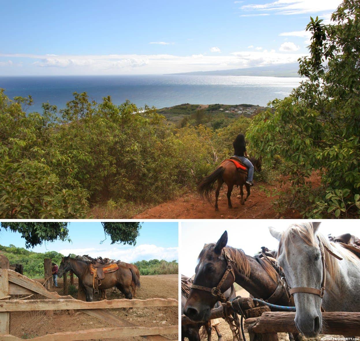horses in Maui