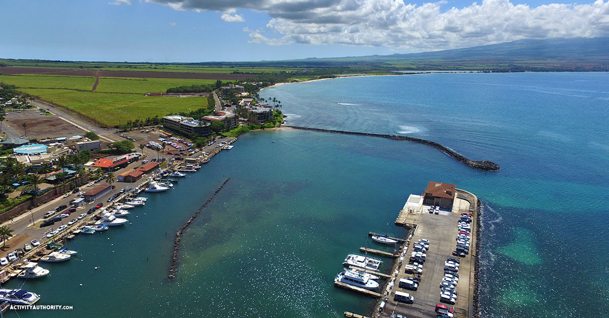 Maalaea Harbor Whale Watch Tickets | Discount on Maui whale watching