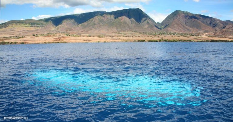 maui submarine tour price maui submarine tour price