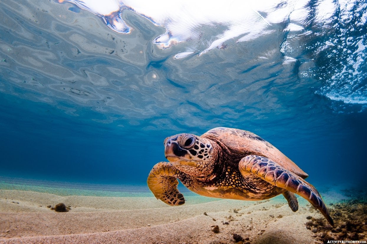 Hawaiian Green Sea Turtle cruising in the warm waters
