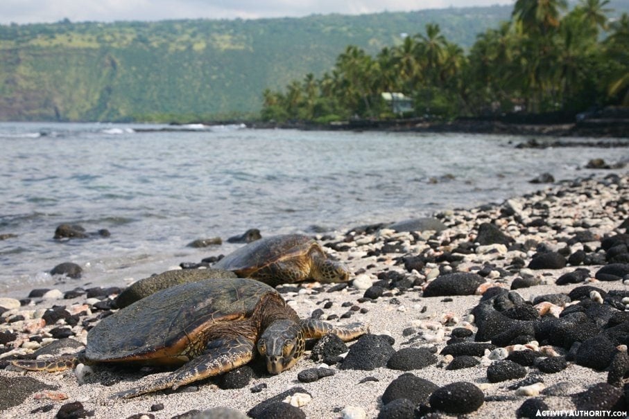 turtles in Hawaii