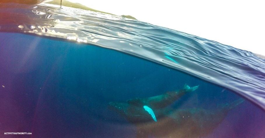 whales Maui