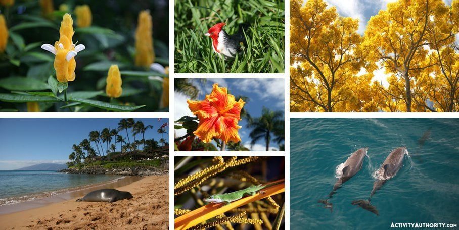 Maui flora fauna