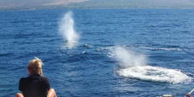 Alii Nui Whale Watch