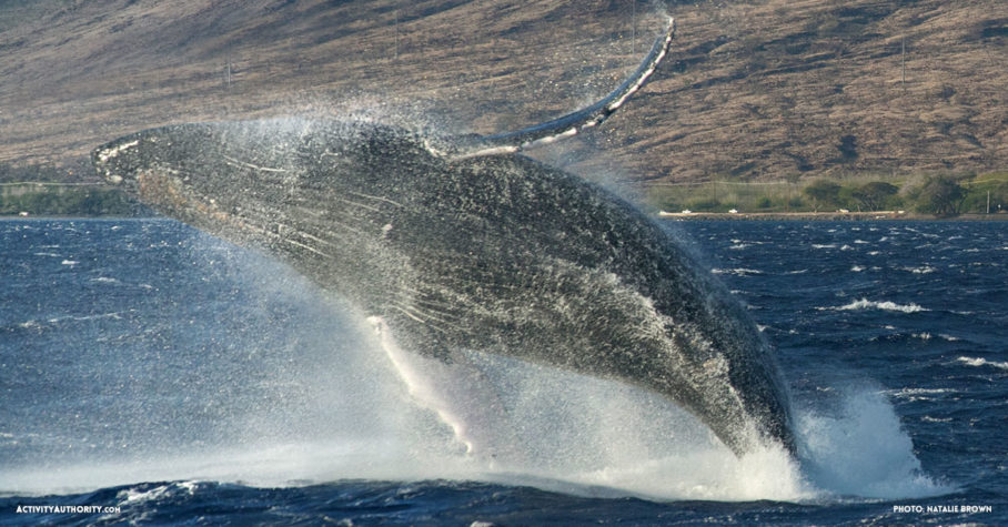 humpback whale breach