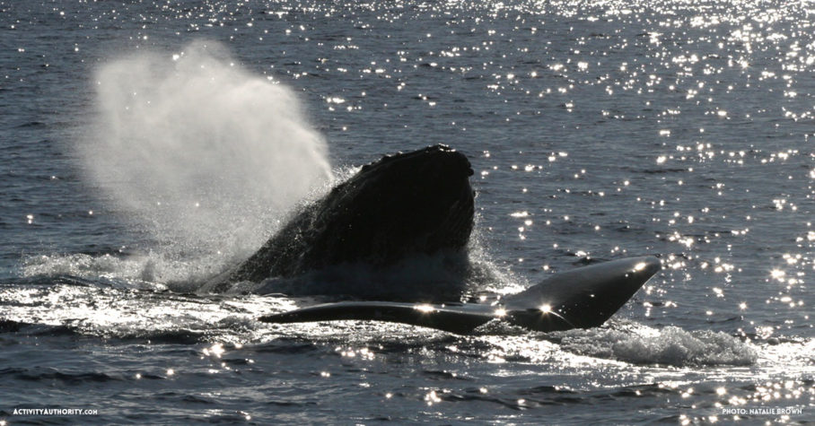 humpback whale pod