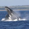 Affordable Maui Whale Watch Breach Sighting