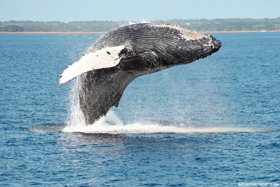 maalaea whale watch