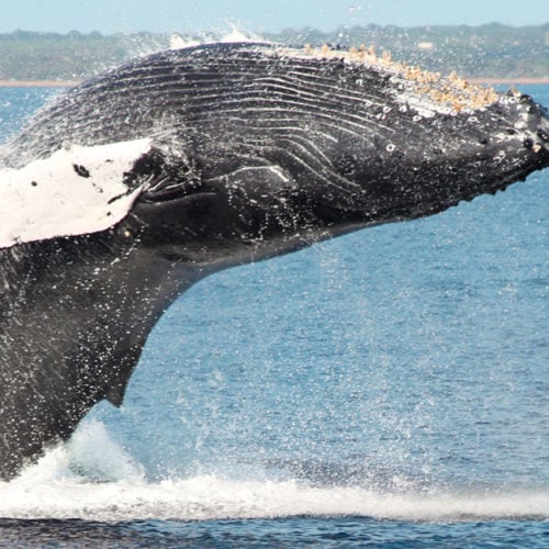 Lahaina Whale Watching Tickets | Discount on Maui whale watching