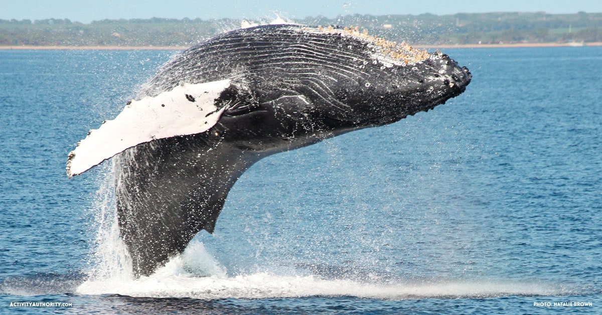 whale watching maui