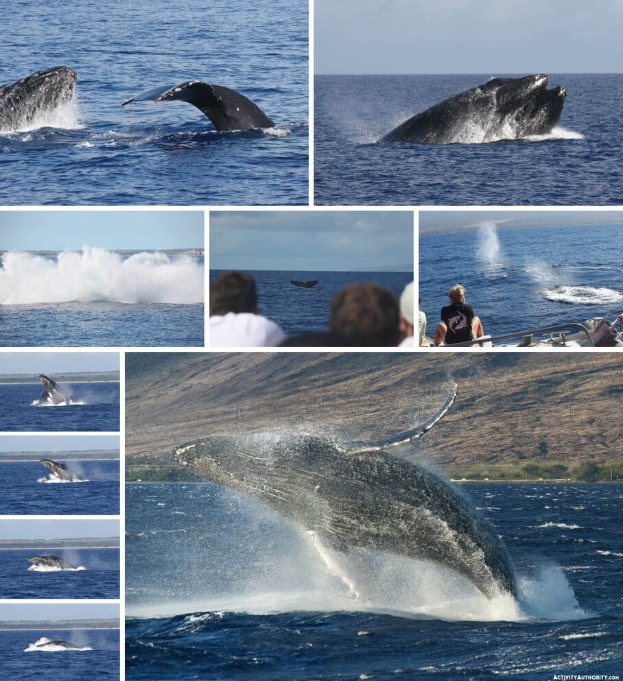 Maui Whale Watching | Humpback Whales at Maalaea, Kihei & Kaanapali