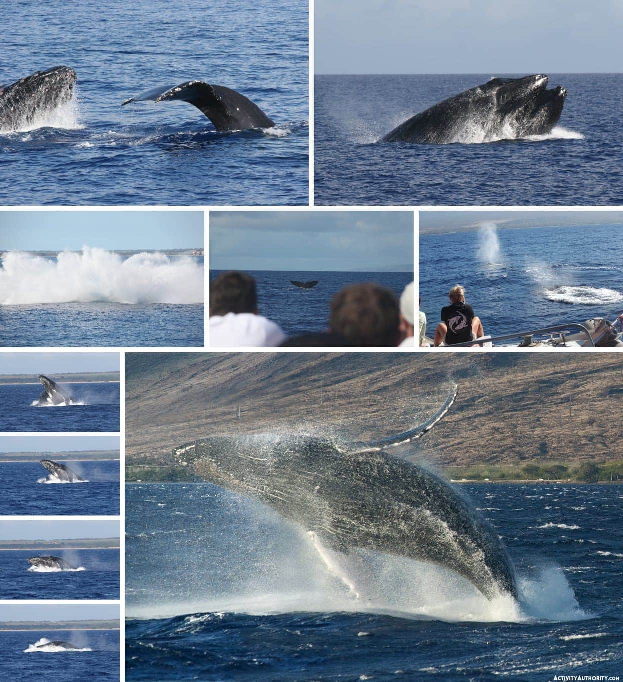 Maui whales