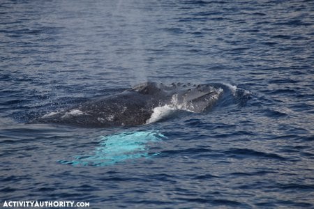 Whale Maui Hawaii