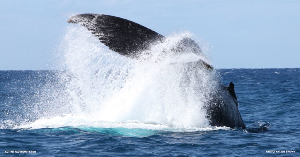 Lahaina Whale Watching Tickets | Discount on Maui whale watching