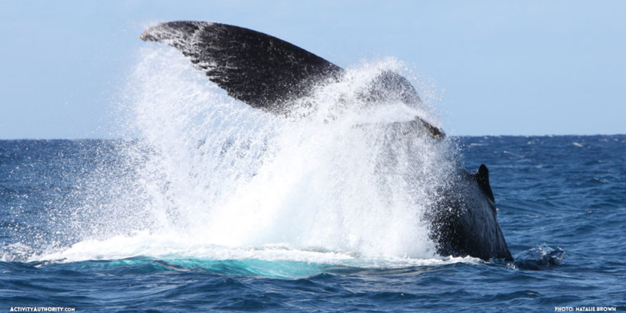 Kaanapali Beach Whale Watch Tickets | Discount on Maui whale watching