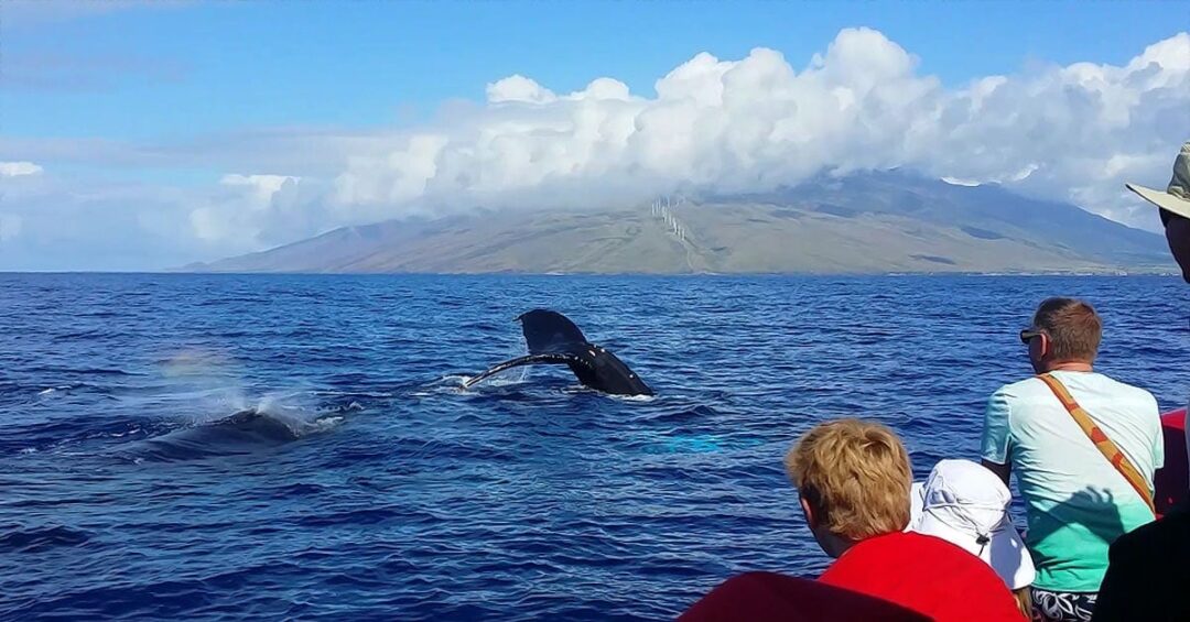 whale watch kihei