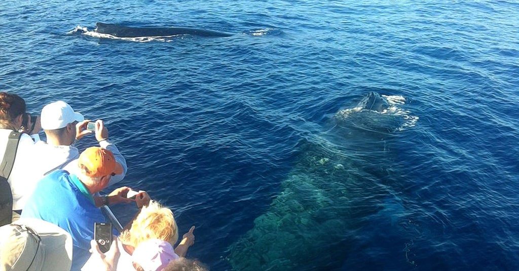 Kaanapali Beach Whale Watch Tickets | Discount on Maui whale watching