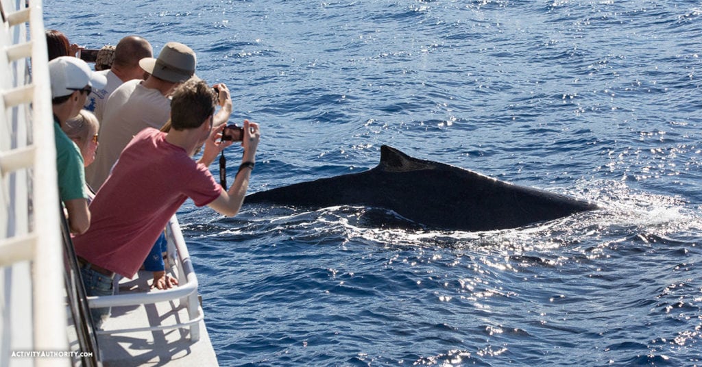 Lahaina Whale Watching Tickets | Discount on Maui whale watching