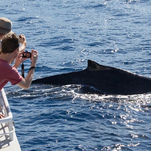 Lahaina Whale Watching Tickets | Discount on Maui whale watching