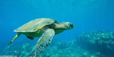 Maui Glass Bottom Boat Tour - Maui Reef Dancer Ocean Adventures