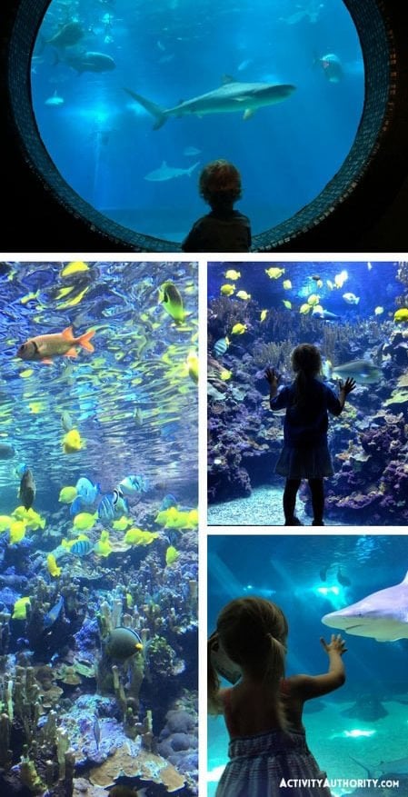 Maui Ocean Center Aquarium Best Tickets