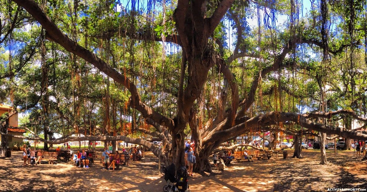 banyan tree lahaina