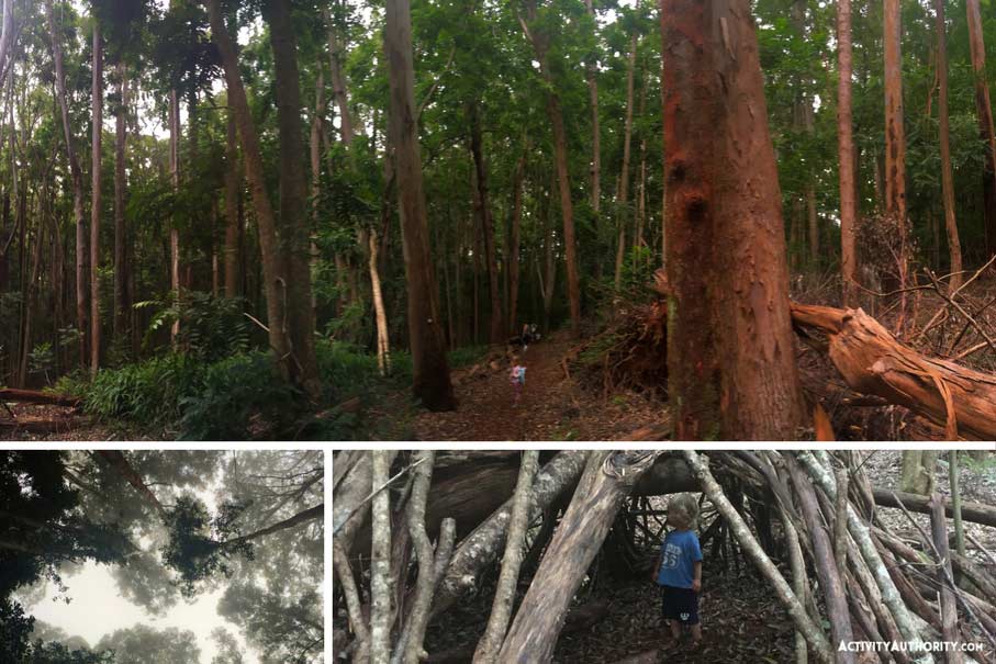 Kahakapao Loop Trail/Makawao Forest Reserve