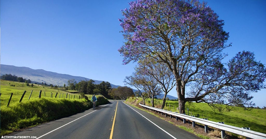 jacaranda trees in Maui