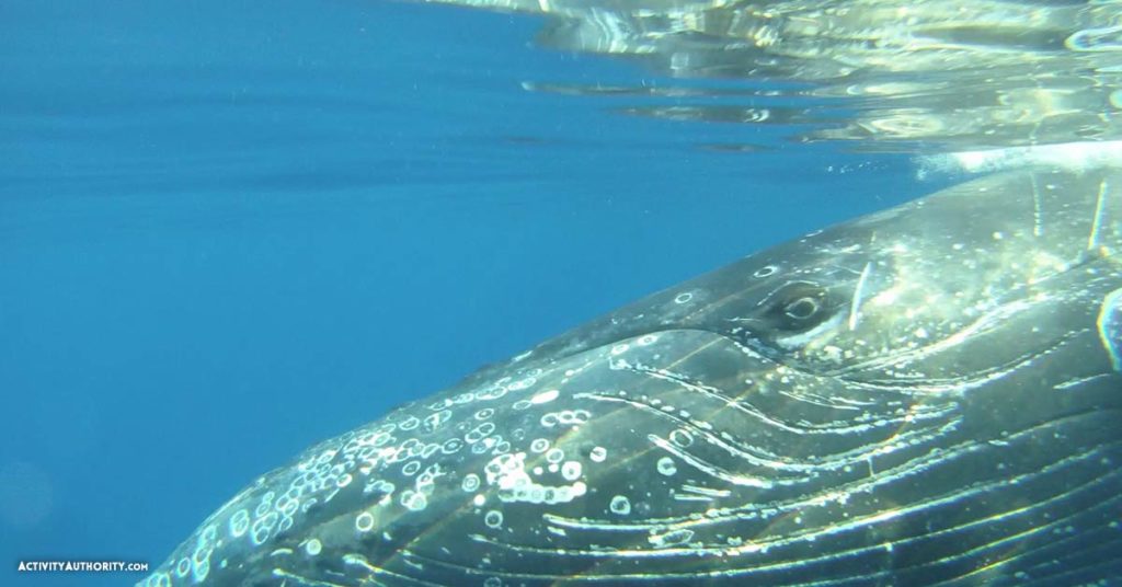 Maui Kayaking Whale Watch Best Price To Snorkel And Kayak