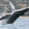 kayak whale breach