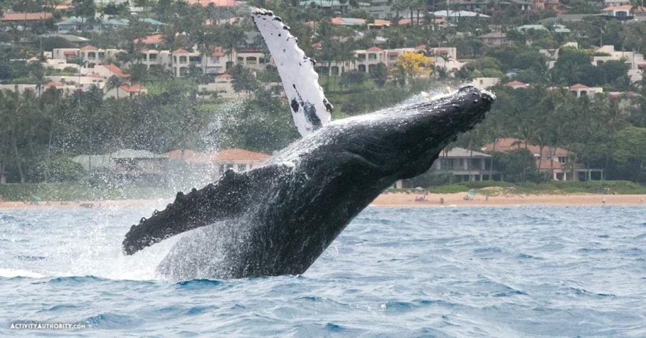 kayak whale breach