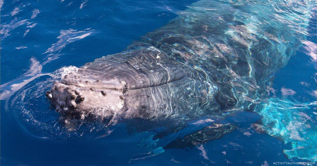 Kayak whale watch