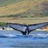 kayak whale watch