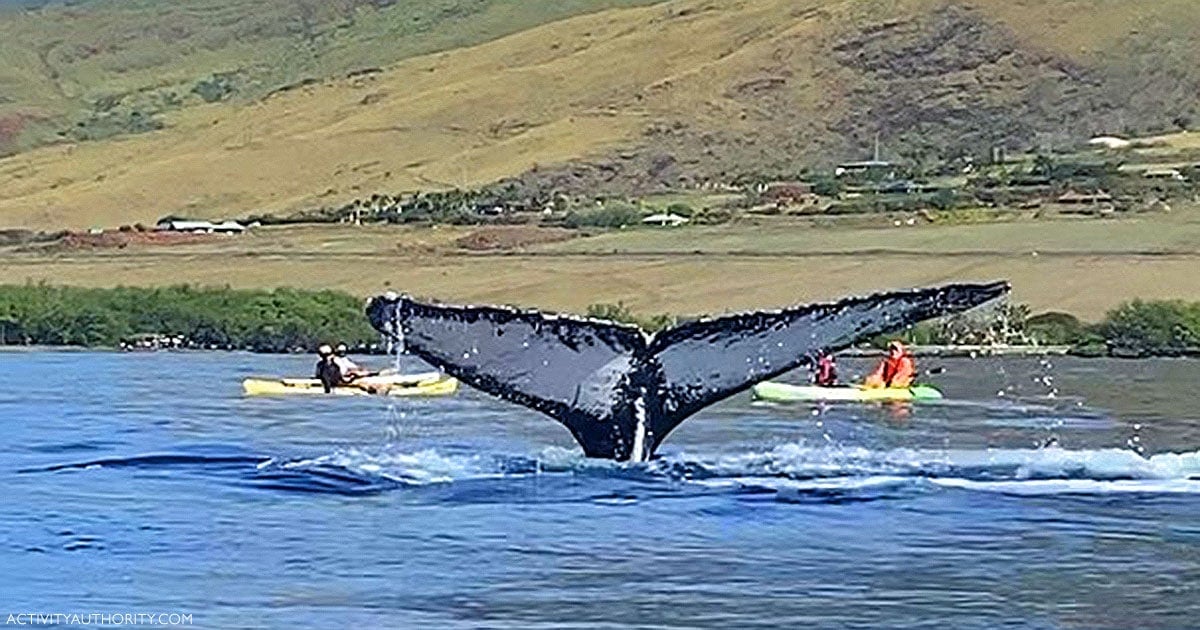 kayak whale watch