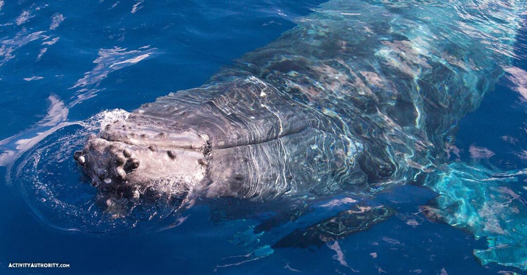 kayak whale watching