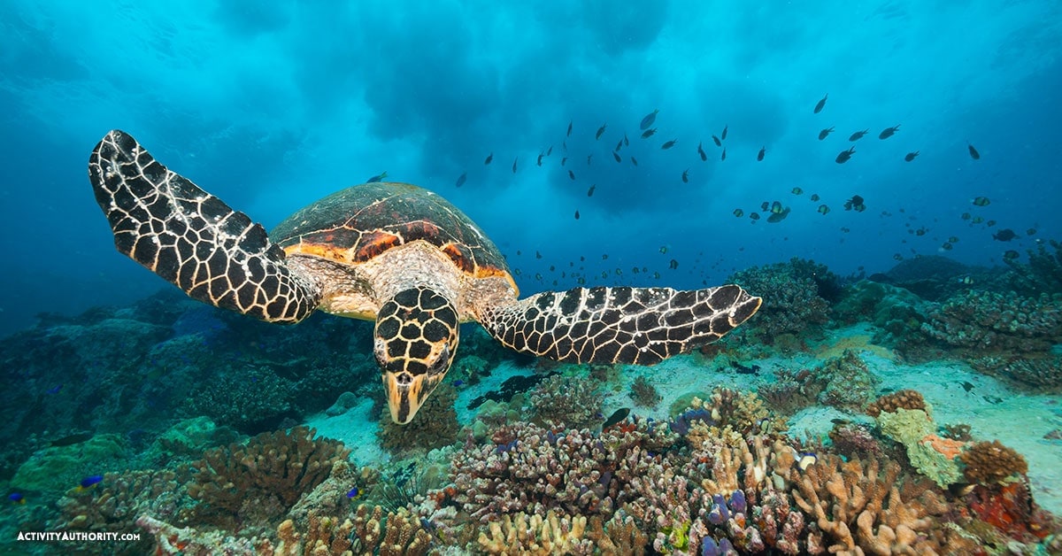 Maui scuba turtles