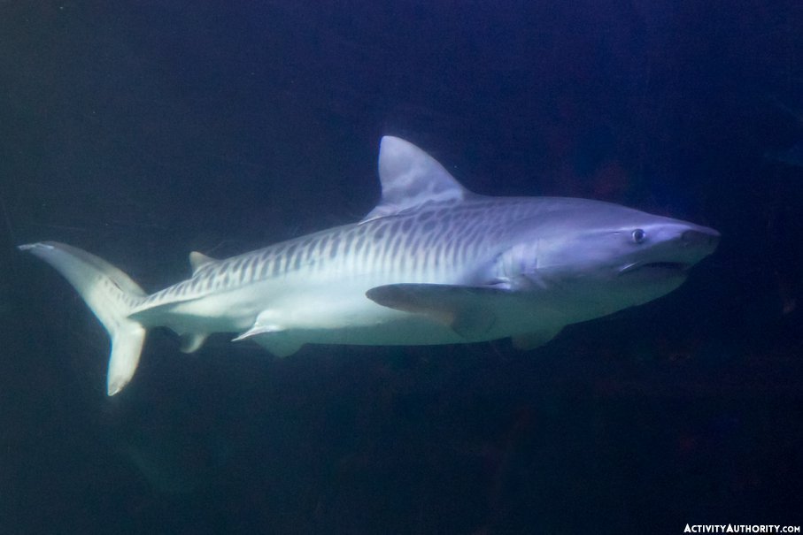 Maui tiger shark tank
