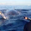 Maui whale snorkeling