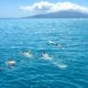 snorkeling off the coast of Maui