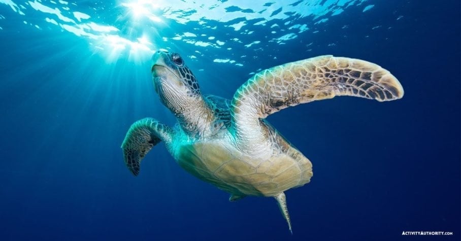 Advanced Molokini Snorkel- Green- Sea-Turtle