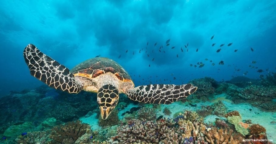 Advanced Molokini Snorkel Tour-green sea turtle