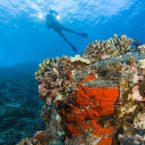 Advanced Molokini Snorkel Tour Best Maui Snorkel Boat Trips