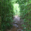 Hiking Maui Bamboo