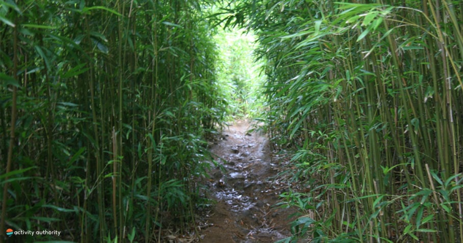 Hiking Maui Bamboo