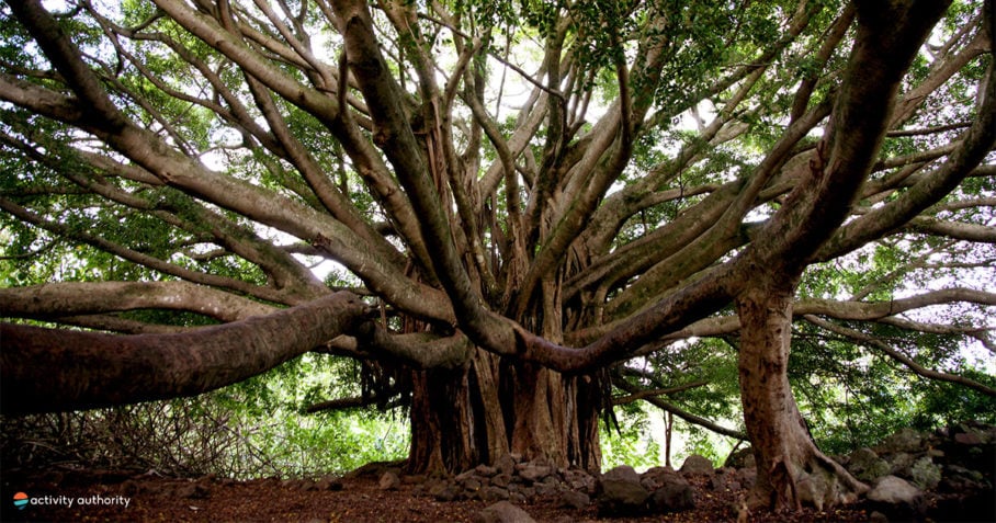 Hiking Maui Banyan Tree